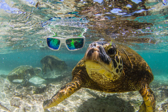 Featured image for collection: All Sunglasses (Floating & Non-Floating)