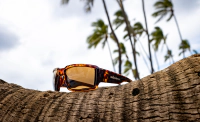 BOOGIE - Polarized Tortoise 5